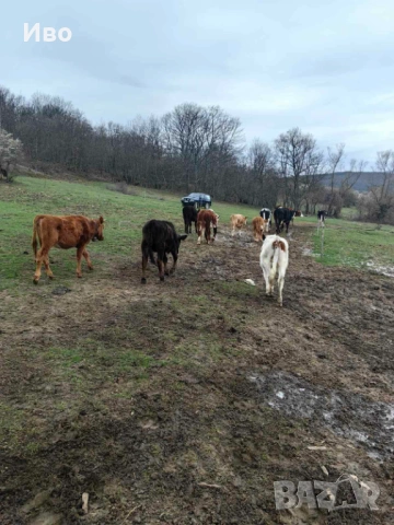 Крави и телета , снимка 3 - Крави - 54050987