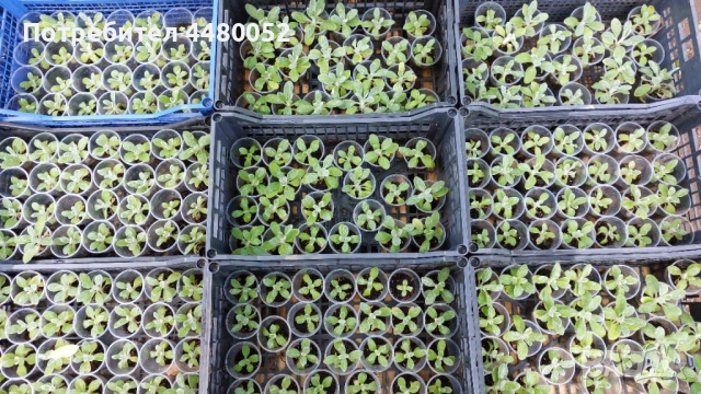 Разсад от култивиран Мурсалски чай, пикиран в чаша 1 лв. на корен., снимка 1