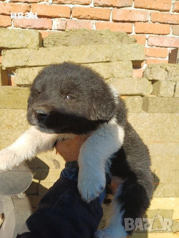 бок каракачанка , снимка 3 - Каракачанска овчарка - 52791726