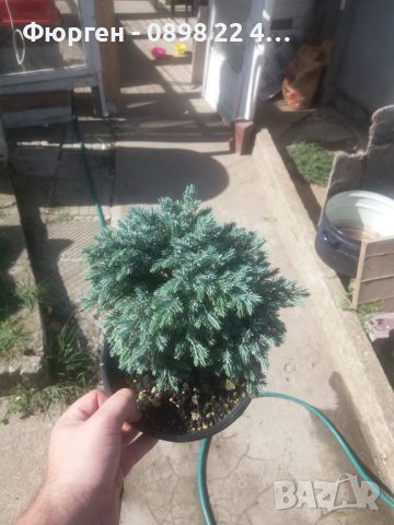 Хвойна Синя звезда - Juniperus squamata Blue Star, снимка 4 - Разсади - 41981950