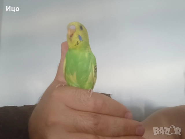 Социални вълнисти папагали, снимка 9 - Папагали - 52106934