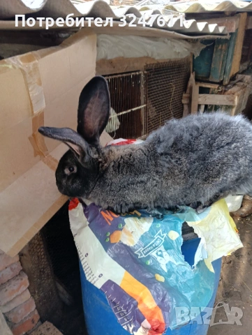 Продавам мъжки заек на година и половина , снимка 3 - Други животни - 53697721