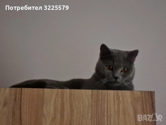 Британец за разплод, снимка 8 - Търси партньор - 51956362