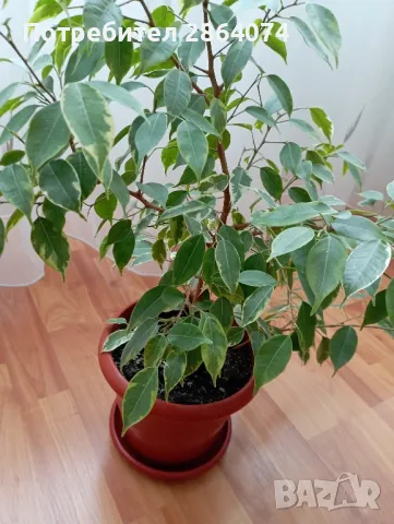 Бенджамин от шарения, снимка 2 - Стайни растения - 49653706