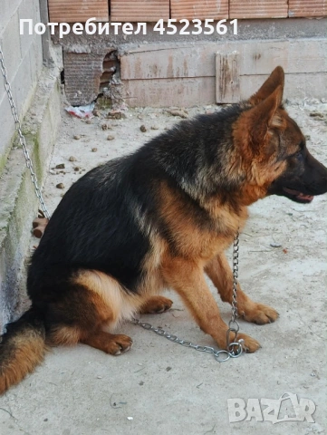 Немска овчарка , снимка 3 - Немска овчарка - 53669014