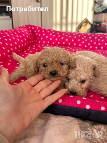 Пудел тойчета , снимка 2 - Пудели - 53734156