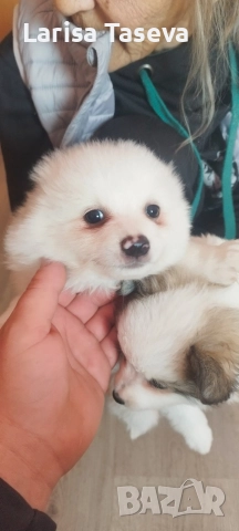 померан, снимка 2 - Померан - 52912845