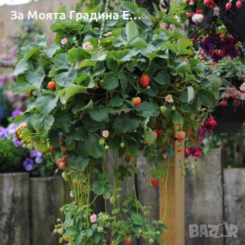 Ягода - Каскадна 24 сорта