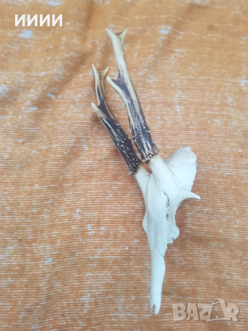 Ловен трофей Сръндак 3, снимка 3 - Антикварни и старинни предмети - 53458831