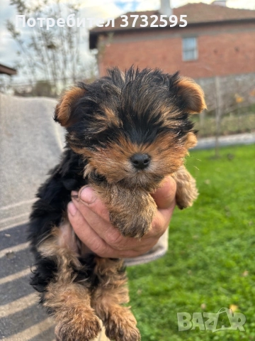 Йоркширски териер