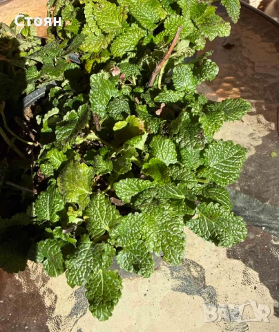 Разсад от Маточина, снимка 2 - Градински цветя и растения - 53174402