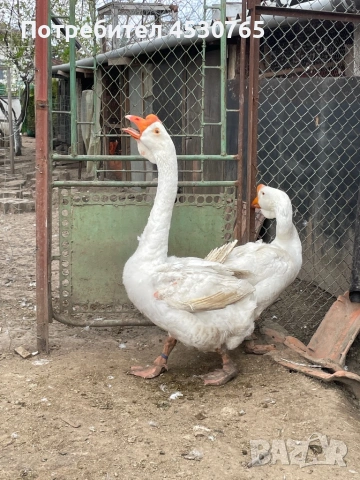 Холмогорски Гъски, снимка 13 - Патици и гъски - 54122292