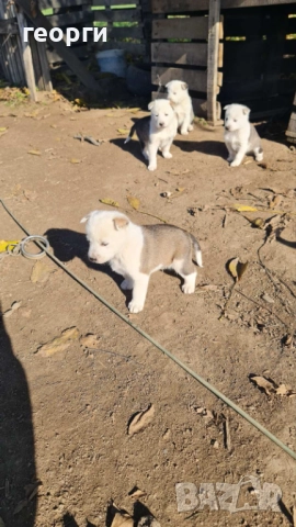 Западно сибирска лайка , снимка 4 - Други - 52490174