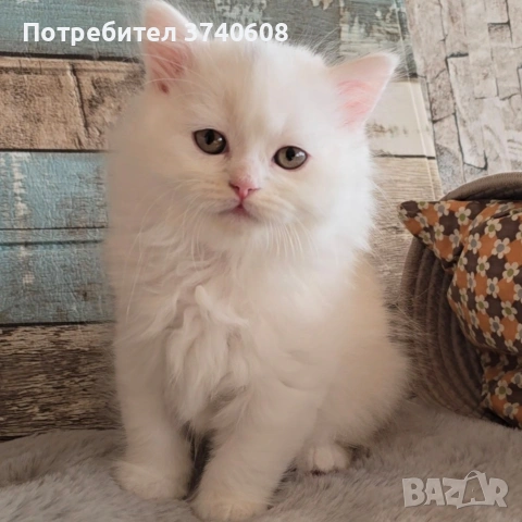 Британски котета. , снимка 2 - Британска късокосместа - 53879130