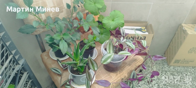 Комплект 6 цветя за 20 евро, снимка 8 - Стайни растения - 52480621