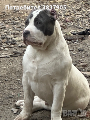 Американско були ХЛ, снимка 8 - Американски стафордширски териер - 53472935