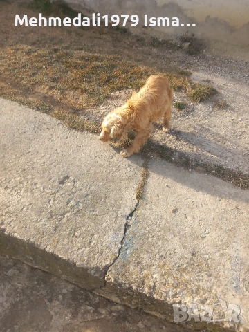 кокерче,, снимка 7 - Кокер шпаньол - 53588053