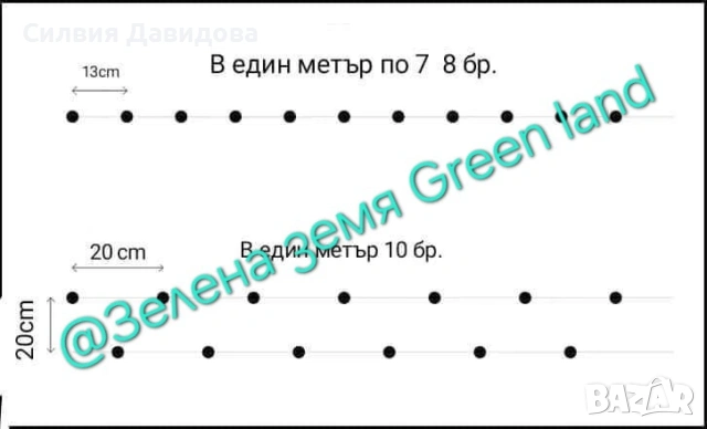 Лигуструм Овалифолиум на гол корен , снимка 3 - Градински цветя и растения - 53389674