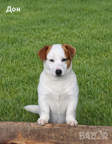 Джак Ръсел Териер 🐾💯, снимка 2 - Джак ръсел териер - 52371254