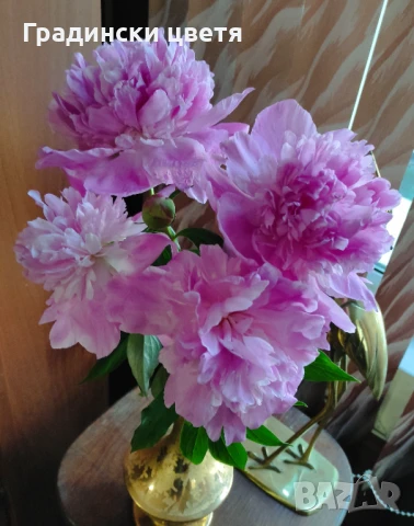 Засаждане 4-5м., 8-9 м., Кичести божури - Monsieur Jules Elie,  Червен Биг Бен / PAEONIA BIG BEN /