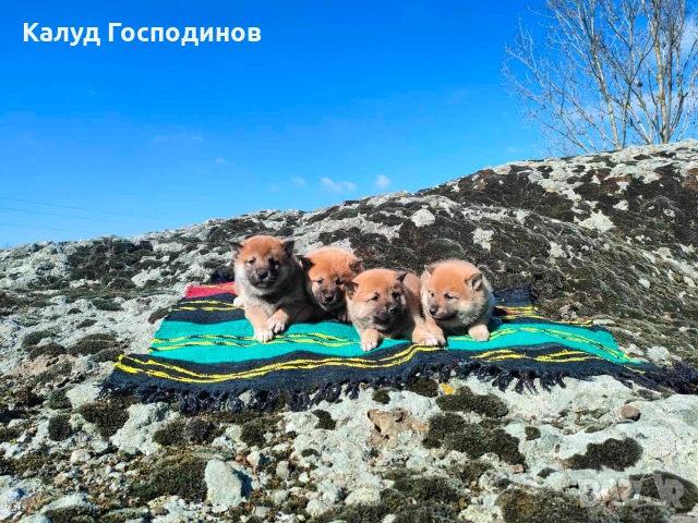 Продавам кученца Шиба Ину, снимка 5 - Шиба ину - 53659658