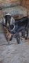 Англонубийска коза със мъжко яре, снимка 2