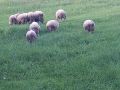 Продавам овце , снимка 1 - Овце - 45595638
