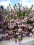Скаевола - лилава, бяла и розова!!, снимка 2