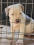 Американско були / American bully XL , снимка 7