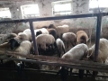 Продавам  овце и кочове, снимка 3
