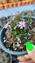 Флокс,  Phlox sub. Zwergenteppich, почвопокривен, многогодишен, студоустойчив, снимка 8