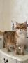 Шотландски правоухи и клепоухи котета, снимка 9