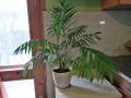Палма "Хамедорея елеганс" , снимка 1 - Стайни растения - 45154452