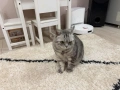 Подарявам Английски късокосмет котарак, снимка 2
