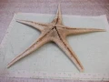 Звезда морска - 7, снимка 2