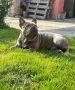 Френски Булдог Blue Brindle за разплод 300лв, снимка 3