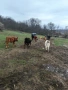 Крави и телета , снимка 3