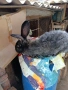Продавам мъжки заек на година и половина , снимка 3