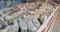 Продавам агнета Родопски цигай, снимка 1 - Овце - 45490477