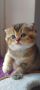 Шотландски правоухи и клепоухи котета, снимка 4