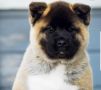 Продавам 1 мъжко кученце американска акита, снимка 1 - Акита - 45582586