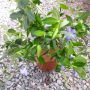 Градинска Винка/каскадна , снимка 1 - Градински цветя и растения - 45161867