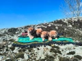Продавам кученца Шиба Ину, снимка 5