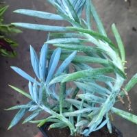 Сини пръсти- сукулент, снимка 2 - Стайни растения - 45300096
