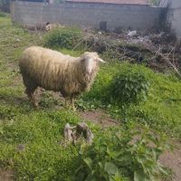 Шилита , снимка 1 - Овце - 45542078