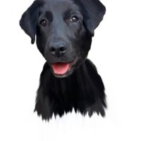 Дигитални портрети на домашни любимци, снимка 8 - За кучета - 45545698