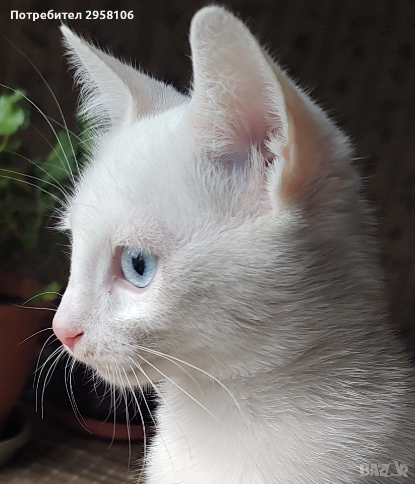 коте, бяло, сини очи, 5 мес., снимка 1