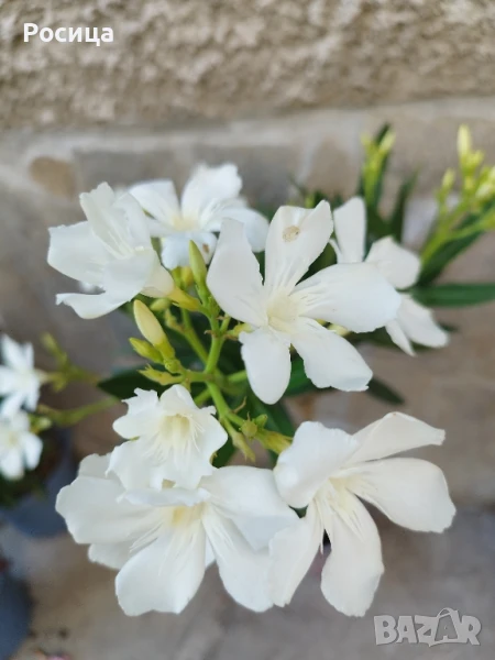 олеандри, снимка 1