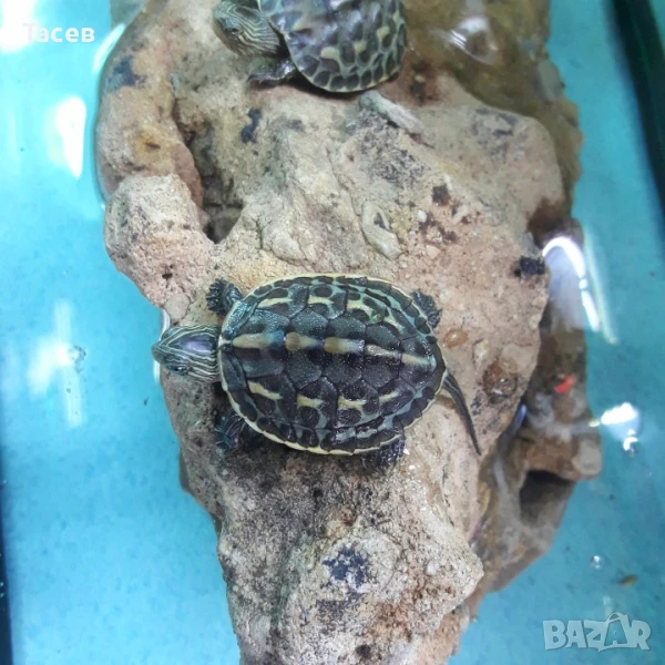 Водни костенурки, снимка 1