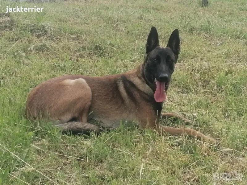 За разплод, снимка 1